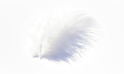 17th Jun 2017 - White Feather 