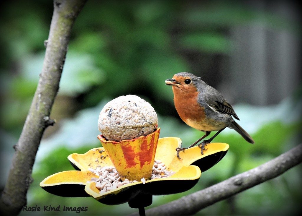 Robbie's having a feast by rosiekind