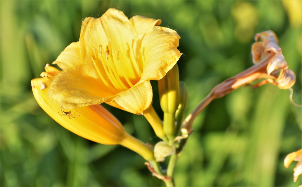 Delightful daylily  by caitnessa