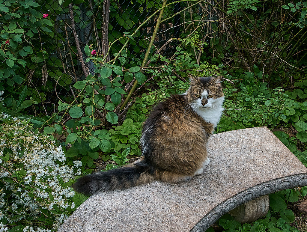 The Wild One by gardencat