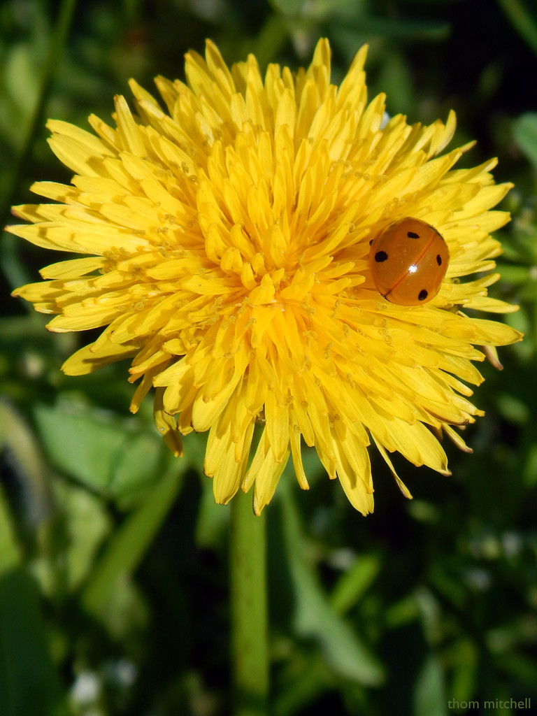 Ladybug on Dandelion by rhoing