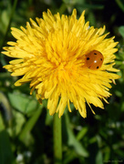 6th May 2017 - Ladybug on Dandelion