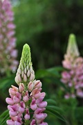 15th Jun 2017 - Lupines have opened!