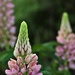 Lupines have opened! by radiogirl