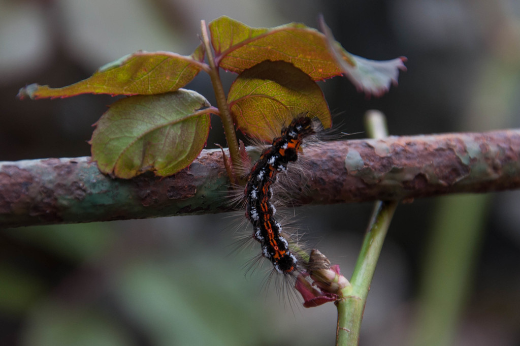 Caterpillar of the Euproctis similis by overalvandaan