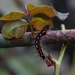 Caterpillar of the Euproctis similis by overalvandaan