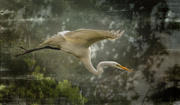 17th Jun 2017 - Flying White Egret with Textures