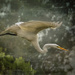 Flying White Egret with Textures by jgpittenger