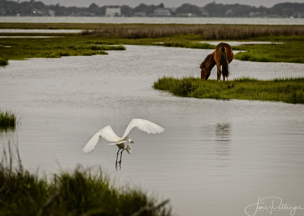 Grazing At Water's Edge by jgpittenger