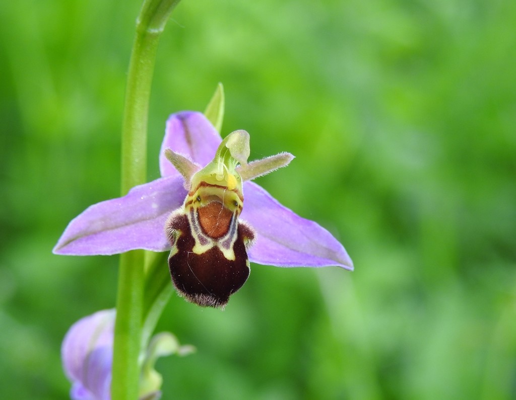 30 Days Wild - Day 17 - A bee orchid by roachling