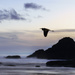 Seal Rock Quietness After the Sun Goes Down with Heron by jgpittenger