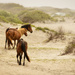 Wild Horses Traveling to the Beach by jgpittenger
