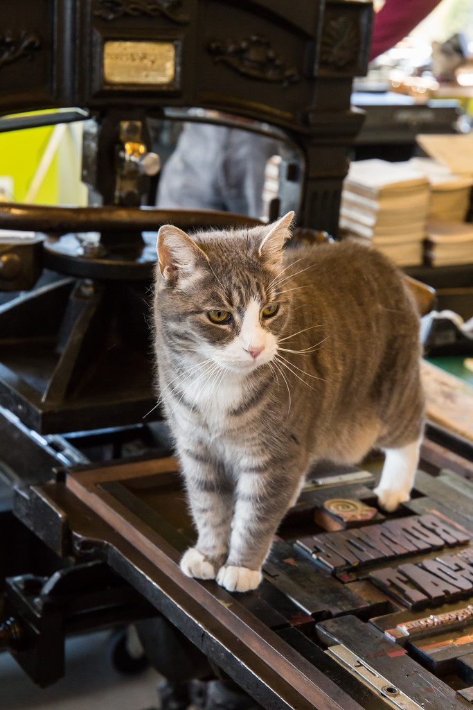 Ella the printing press cat by pamknowler