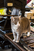 17th Jun 2017 - Ella the printing press cat