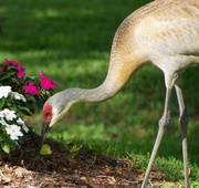 21st May 2017 - I'm gonna miss the sandhill cranes