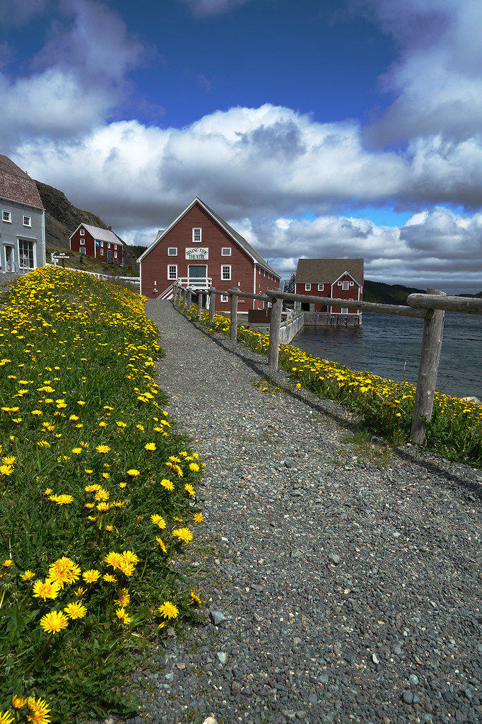 The Provincial Flower of Newfoundland by Weezilou