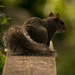 Mr Squirrel Getting Ready to Jump! by rickster549