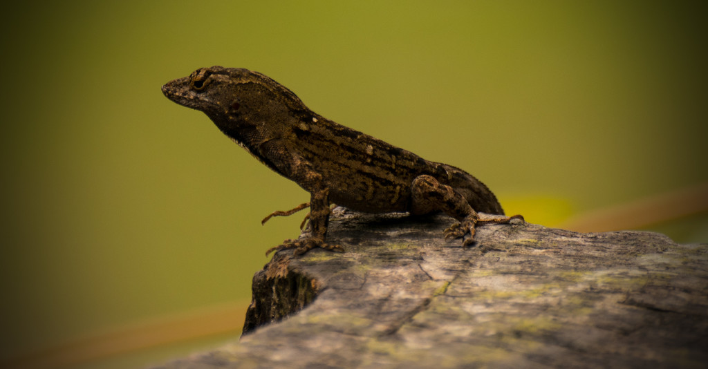 Lizard Guarding the Stump! by rickster549