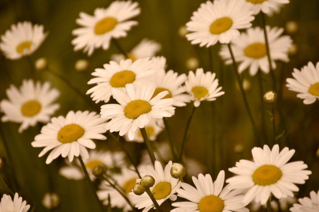 Daisy Patch by 365karly1