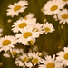 Daisy Patch by 365karly1