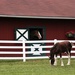 Clydesdale and a Colt by randy23