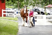 16th Jun 2017 - Clydesdale and Handler