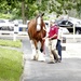 Clydesdale and Handler by randy23
