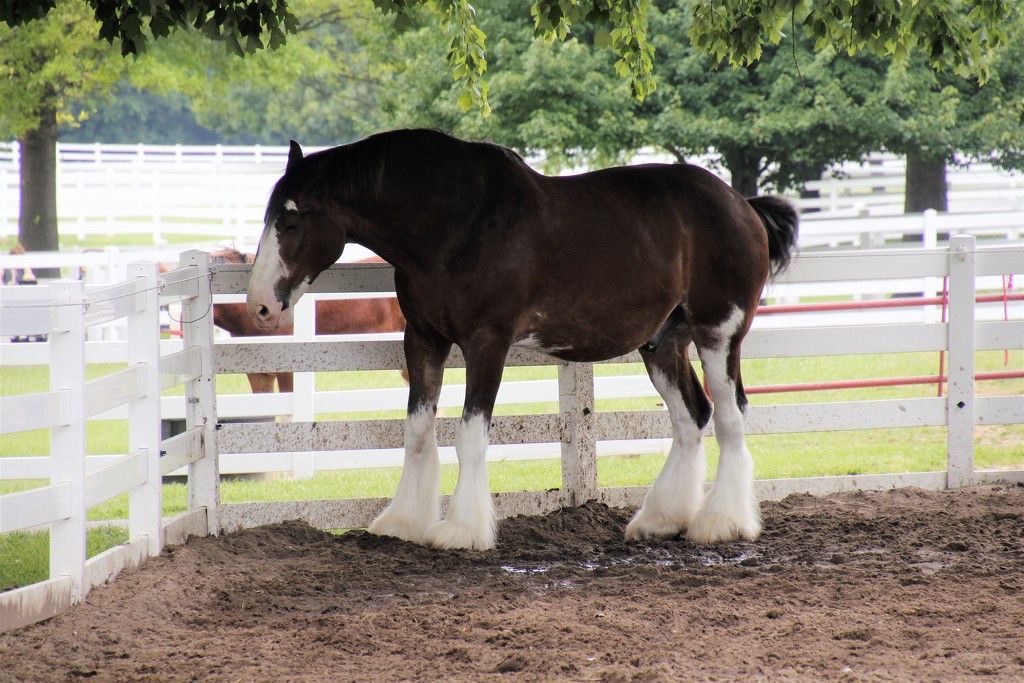 Clydesdale by randy23