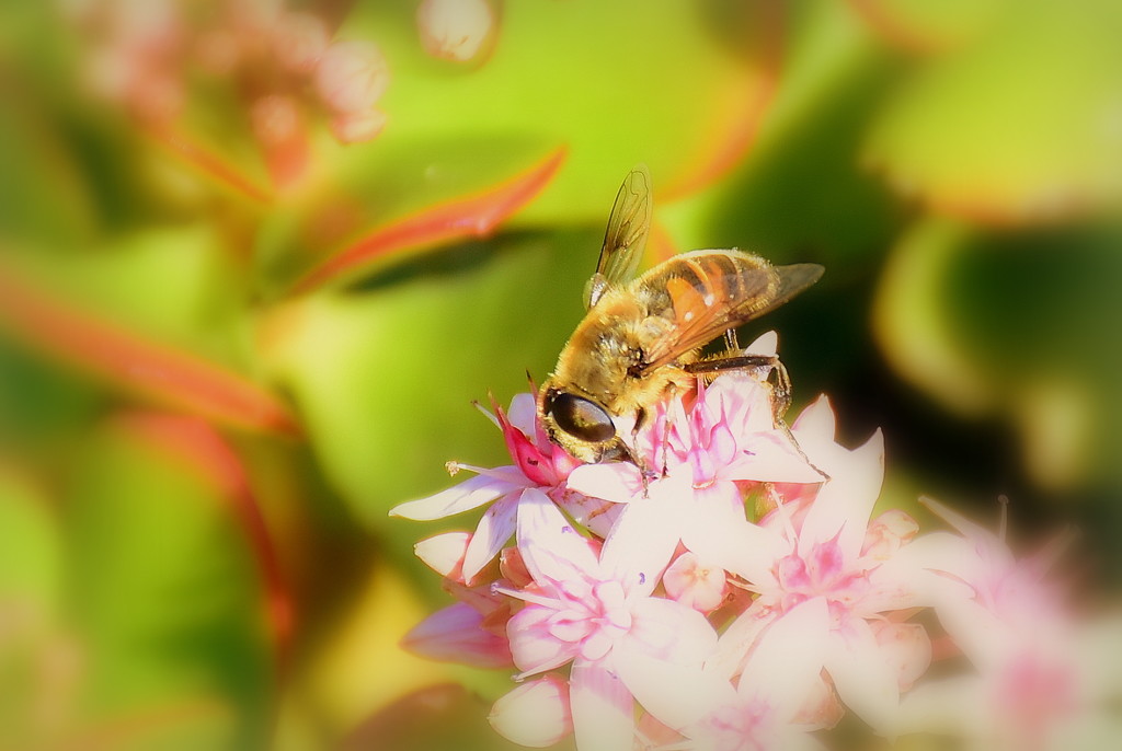 Honeybee by nickspicsnz