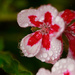 Water Drops on Flowers by gq