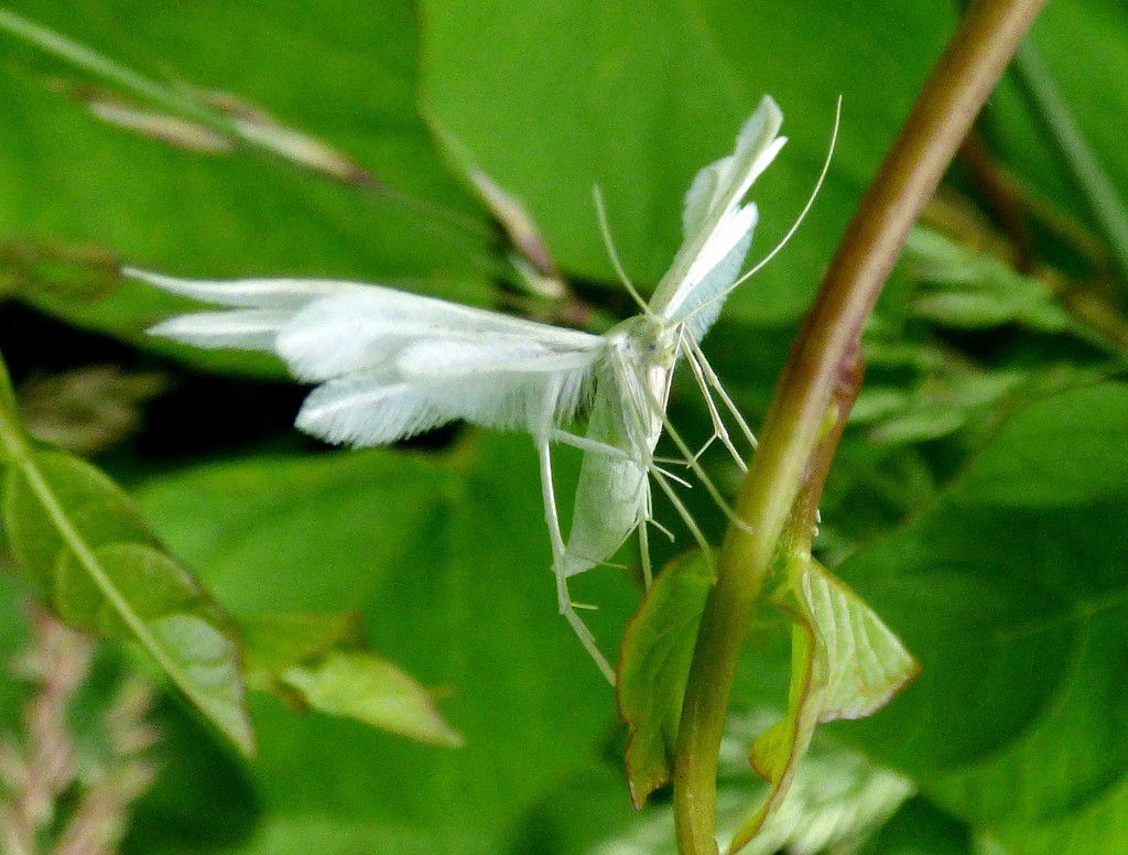 White Plume Moth Pterophorus pentadactyla by julienne1
