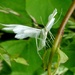 White Plume Moth Pterophorus pentadactyla by julienne1