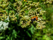 18th Jun 2017 - More ladybugs