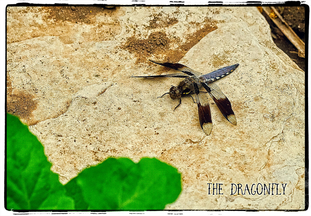 The Dragonfly m  09154 by gardencat