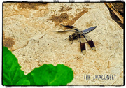 18th Jun 2017 - The Dragonfly m  09154