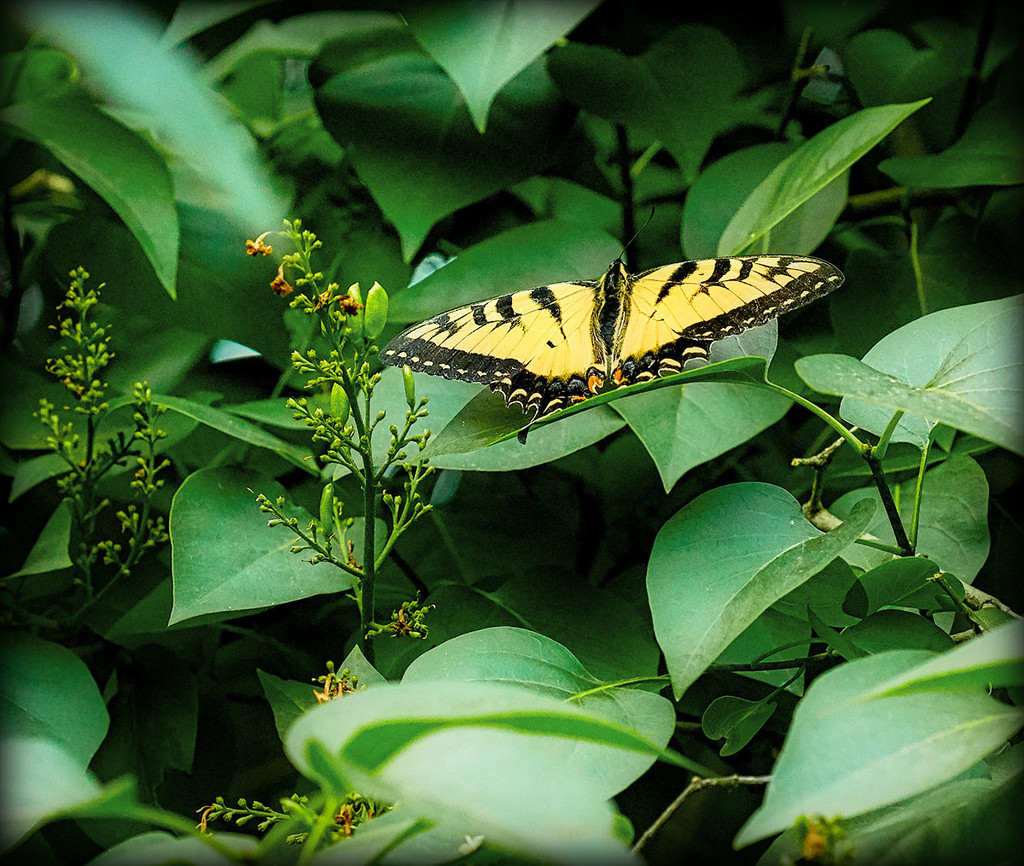Canadian Tiger Swallowtail by gardencat