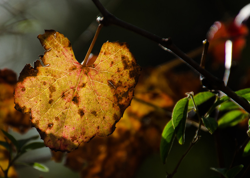 Autumn Leaf  by salza