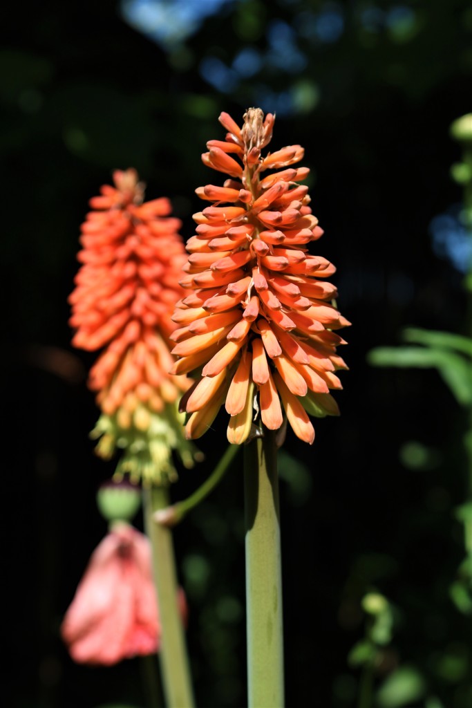 Red Hot Poker by phil_sandford