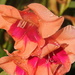 Pink gladiolas and raindrops by homeschoolmom