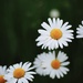 169/365 - Wild Grow the Daisies oh!  by wag864