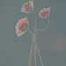 california poppies lumen print  by ingrid2101