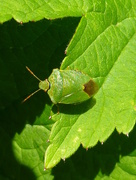 18th Jun 2017 - leaf Bug