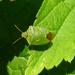 leaf Bug by 30pics4jackiesdiamond