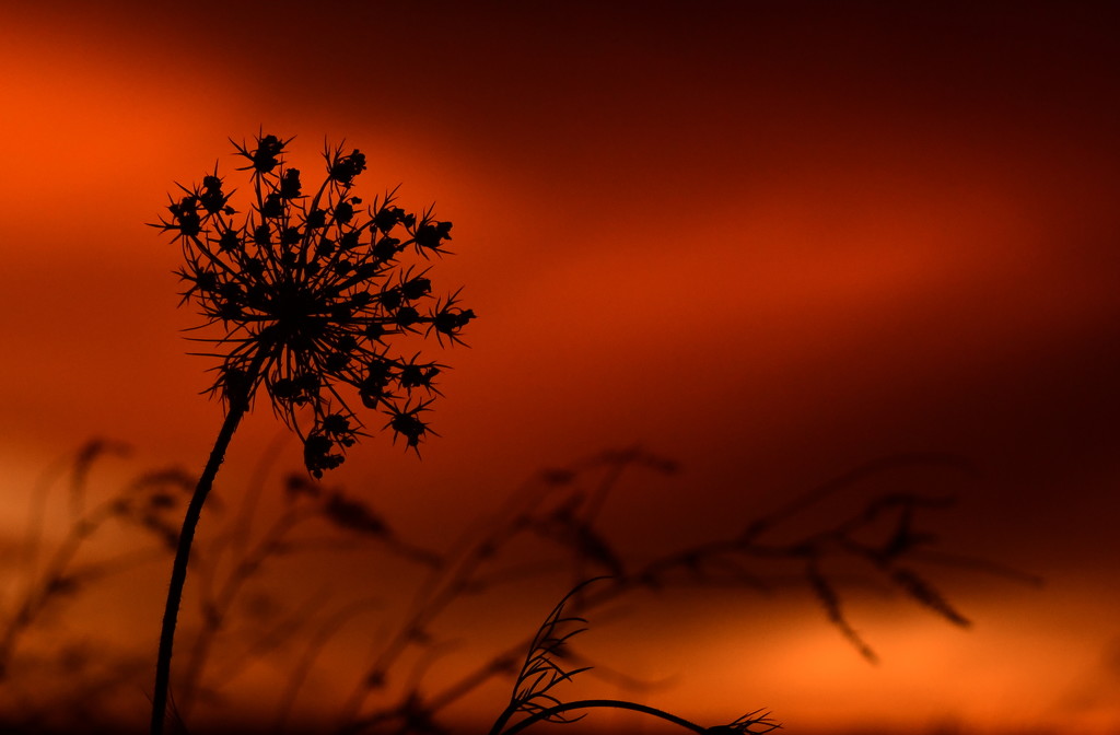 Queen Anne's Lace Before Sunrise by kareenking