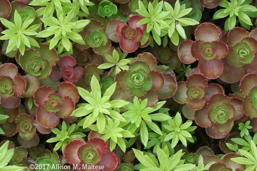Succulents with Sweet Woodruff by falcon11