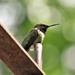 Perched Hummingbird by caitnessa