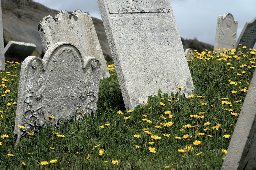 Lying Beneath the Daisies (Unless you've been Laid to Rest in Newfoundland) by Weezilou