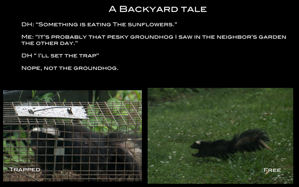 A Backyard Tale by randystreat