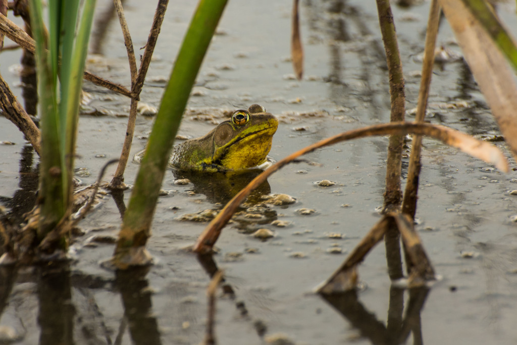 30 Day Wild Frog by farmreporter