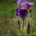 Irises Bloomed!!!   by taffy